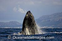 Southern Right Whales breaching Photo - Chris and Monique Fallows