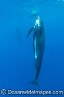 Short-finned Pilot Whales mother and calf Photo - Chris and Monique Fallows