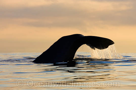 Sperm Whale tail fluke photo Sperm Whale tail fluke photo