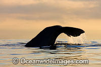 Sperm Whale tail fluke Photo - Chris and Monique Fallows