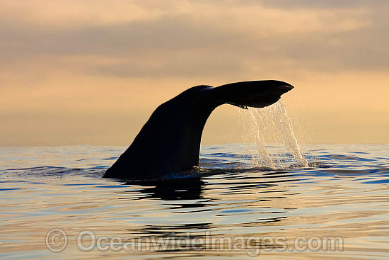 Sperm Whale tail fluke photo Sperm Whale tail fluke photo