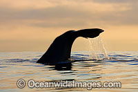 Sperm Whale tail fluke Photo - Chris and Monique Fallows