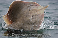 Spearnose Skate Raja alba Photo - Chris and Monique Fallows