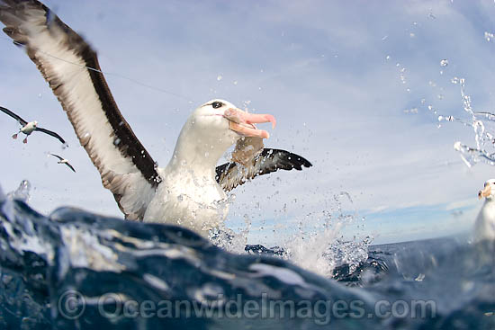 Black-browed Albatross photo Black-browed Albatross photo