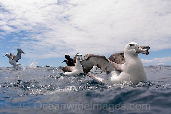 Shy Albatross Thalassarche cauta photo Shy Albatross Thalassarche cauta photo