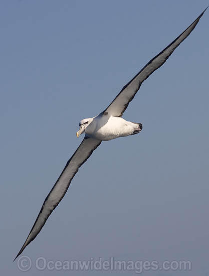 Shy Albatross photo Shy Albatross photo