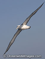 Shy Albatross Photo - Chris & Monique Fallows