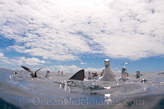 Shy Albatross with Blue Shark photo Shy Albatross with Blue Shark photo