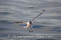 Franklin's Gull Leucophaeus pipixcan Photo - Chris & Monique Fallows