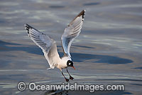 Franklin's Gull Leucophaeus pipixcan Photo - Chris & Monique Fallows