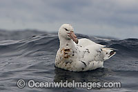 Southern Giant Petrel Photo - Chris and Monique Fallows