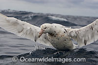 Southern Giant Petrel Macronectes giganteus Photo - Chris and Monique Fallows