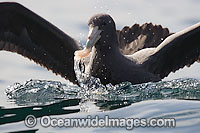Southern Giant Petrel Photo - Chris and Monique Fallows