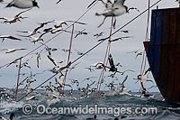Tori Lines to scare birds Photo - Chris & Monique Fallows