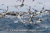 Petrels feeding behind Trawler Photo - Chris & Monique Fallows