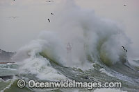 Wave breaking over lighthouse Photo - Chris and Monique Fallows