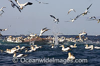 Trawler Fishing and Gannets scavaging Photo - Chris & Monique Fallows