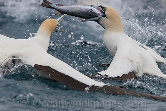 Cape Gannets scavenging around trawler photo Cape Gannets scavenging around trawler photo