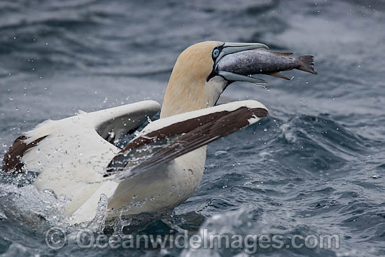 Cape Gannets scavenging around trawler photo Cape Gannets scavenging around trawler photo