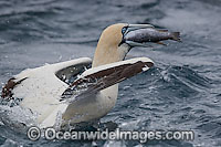 Cape Gannets scavenging around trawler Photo - Chris and Monique Fallows