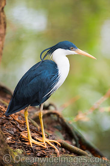 Pied Heron Ardea picata photo Pied Heron Ardea picata photo