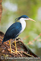Pied Heron Ardea picata Photo - Gary Bell