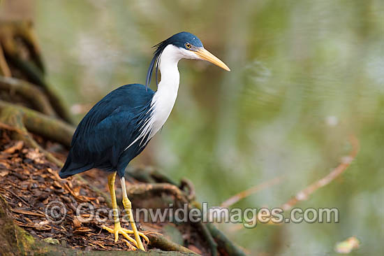 Pied Heron Ardea picata photo Pied Heron Ardea picata photo