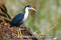 Pied Heron Ardea picata Photo - Gary Bell