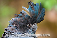Red-tailed Black Cockatoo Photo - Gary Bell