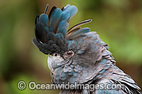 Red-tailed Black Cockatoo Photo - Gary Bell