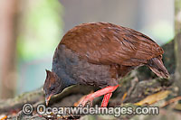 Orange-footed Scrubfowl Photo - Gary Bell