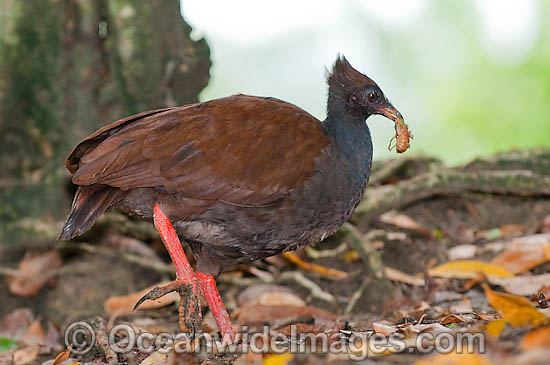 Orange-footed Scrubfowl photo Orange-footed Scrubfowl photo