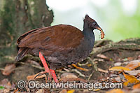 Orange-footed Scrubfowl Photo - Gary Bell