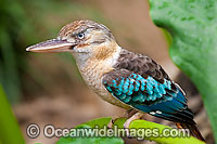Blue-winged Kookaburra Photo - Gary Bell