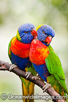 Rainbow Lorikeets Photo - Gary Bell