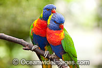 Pair of Rainbow Lorikeets Photo - Gary Bell