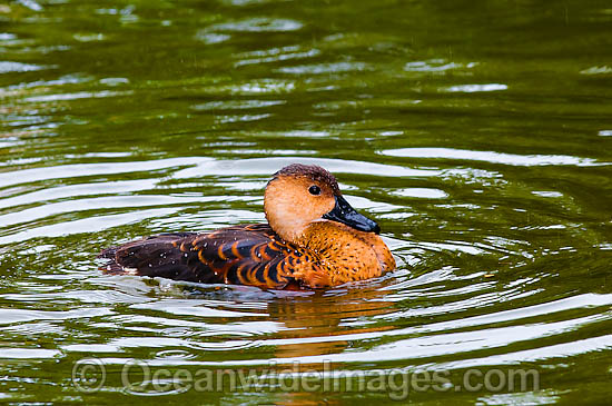 Wandering Whistling Duck photo Wandering Whistling Duck photo