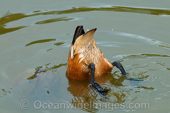Wandering Whistling Duck photo