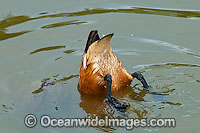 Wandering Whistling Duck Photo - Gary Bell
