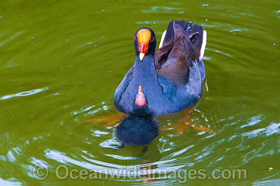 Dusky Moorhen with chick photo Dusky Moorhen with chick photo