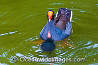 Dusky Moorhen with chick Photo - Gary Bell