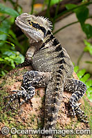Water Dragon Photo - Gary Bell