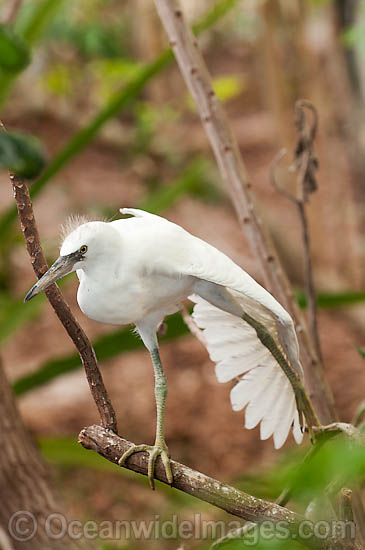 Pacific Reef Heron white morph photo Pacific Reef Heron white morph photo