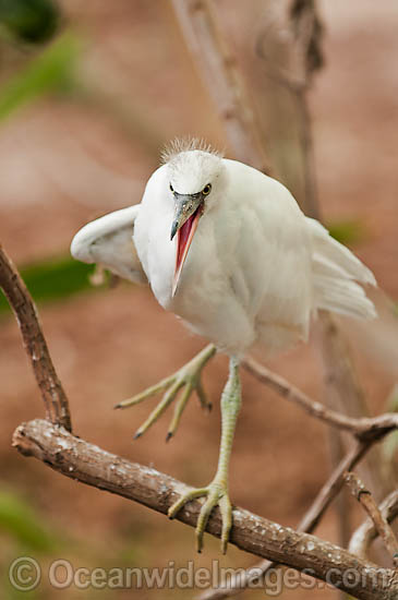 Pacific Reef Heron white colour photo Pacific Reef Heron white colour photo