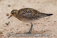 Pacific Golden Plover Pluvialis fulva Photo - Gary Bell