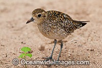 Pacific Golden Plover Pluvialis fulva Photo - Gary Bell