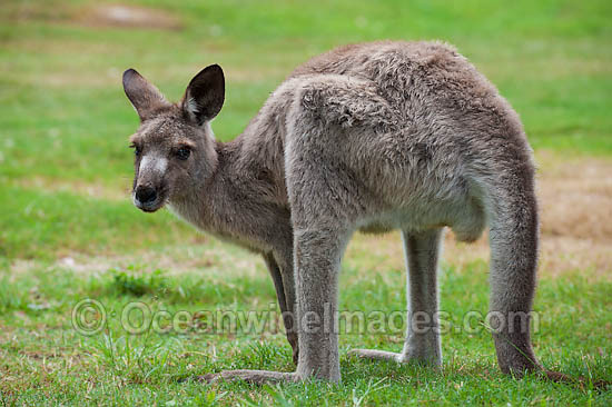 Western Grey Kangaroo photo Western Grey Kangaroo photo