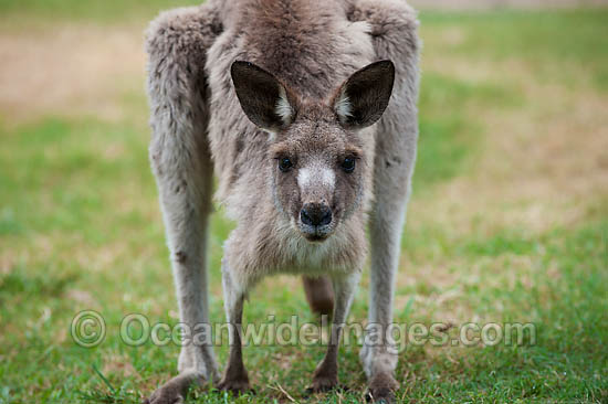 Western Grey Kangaroo photo