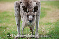 Western Grey Kangaroo Photo - Gary Bell
