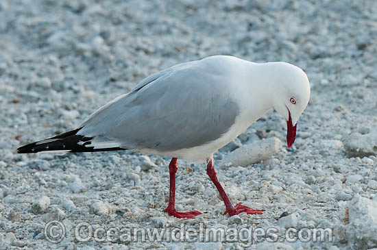 Silver Gull photo